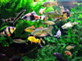 Aquariumfullofcolorfullfish