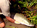 HelpingFishHitPuberty