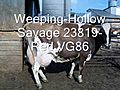 WeepingHollowSavage23819RedVG86