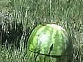 Watermelonversusliquidnitrogen