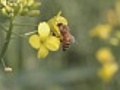 Beegatheringhoneyamongflowers