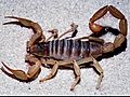 ScorpionBoardsPlaneStingsPassenger