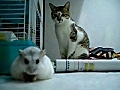 CatandHamster