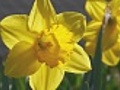 DaffodilFlowersinbloom