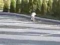 Sjkateboardingdog