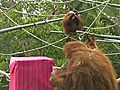 OrangutanBirthday