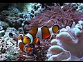 HomeFishTankClownFish