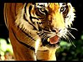 TigerIslandDubVideoRemixmov