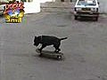 Skateboardingdog
