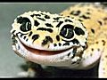 LeopardGeckos