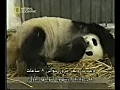 PandaisgivingbirthChild