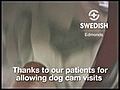 Dogcam13SwedishEdmondsTherapyPup