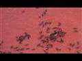 Antsdevouringtermites