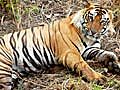Tigercensus295tigersaddedpopulationestimatedat1706