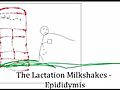 TheLactationMilkshakesEpididymis