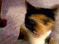 SurprisedKittybigcatversion