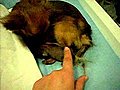 Chihuahuagivingbirth44