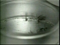 MosquitosprayingtobeginnextweekinMassachusetts