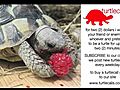 turtlecalls41willinohio