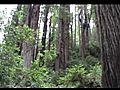 RedwoodPoetry
