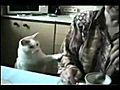 WatchFUNNYcatsvideo