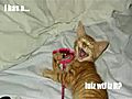 FunnycatpicturecompilationPart5omglolicanttakeit