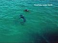 SharkEncounterCaughtOnCamera
