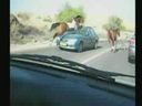 HorseAccidentVery