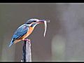 CommonKingfisherVideoClipby7D