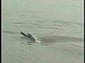 DolphinnowaNationalAnimalforIndia