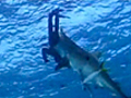 SharkAttackCaughtOnVideo
