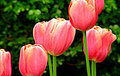 TulipsAwelcomingsignofspring