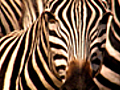 ZebrasontheMove