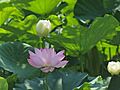 LotusflowerswatchingatTsurugaokaHatimannguShrineKamakura