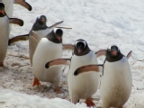 PenguinSafari