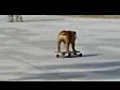 Skateboardingdog
