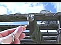 handfeedingmybackdoorwildbirds