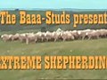 SheepledArt