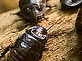 CockroachesasMedicine