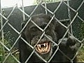 Cimpanzeulvreacamera