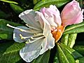Rhododendronfrombudtoflowers