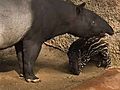 Tapirs