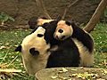 PandaCubExploresOutdoors