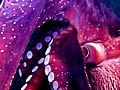AnimalsOctopusStealsVideoCameraExplained