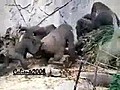 Gorillerinkavgasi