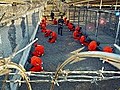 WikileaksverffentlichtgeheimeGuantanamoDokumente