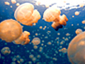 JellyfishComingThisFall