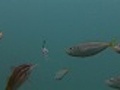 FishingHookandFish
