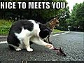 Funnypicturesofcats