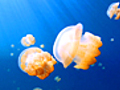 JellyfishLake
